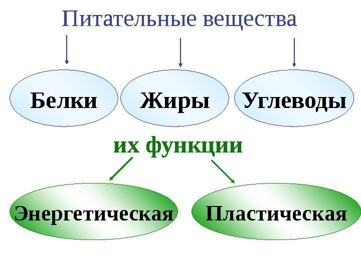   Питательные вещества  их функции. Белки Жиры Углеводы Энергетическая Пластическая 