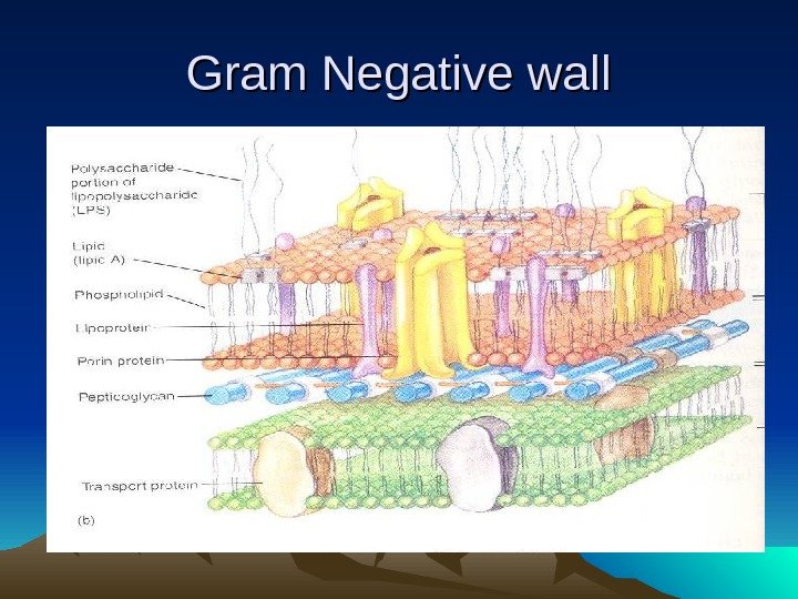Gram Negative wall 