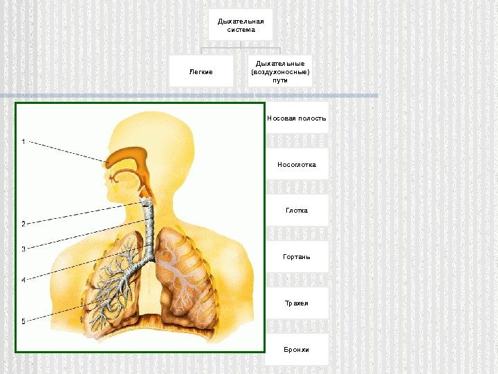 Дыхательная система Легкие Дыхательные (воздухоносные) пути Носовая полость Носоглотка Гортань Трахея Бронхи  