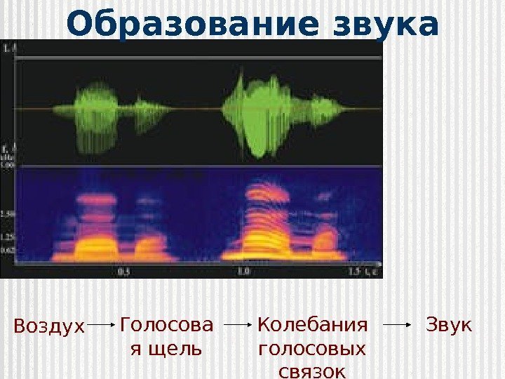 Образование звука Воздух Голосова я щель Колебания голосовых связок Звук  