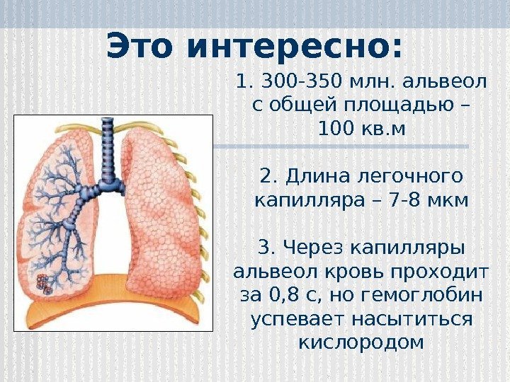 1. 300 -350 млн. альвеол с общей площадью – 100 кв. м 2. Длина