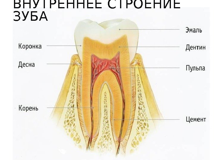 ВНУТРЕННЕЕ СТРОЕНИЕ ЗУБА 