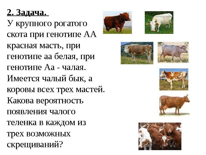 2. Задача.  У крупного рогатого скота при генотипе АА красная масть, при генотипе
