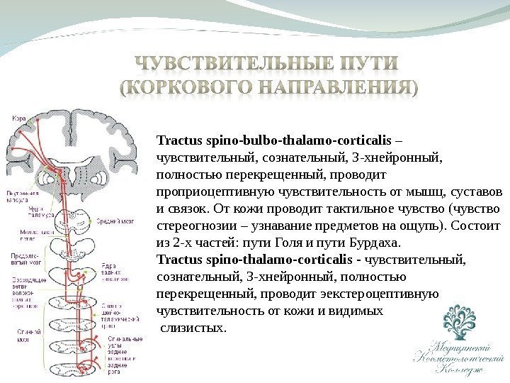 Tractus spino - bulbo - thalamo - corticalis – чувствительный, сознательный, 3 -хнейронный, 