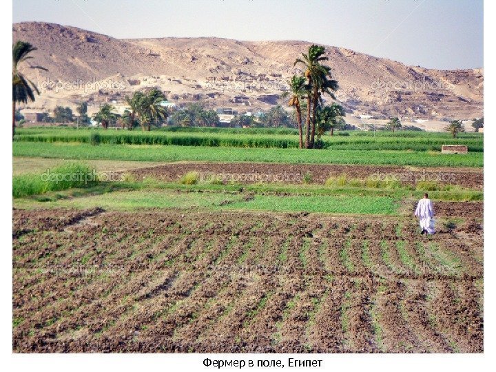 Фермер в поле, Египет 