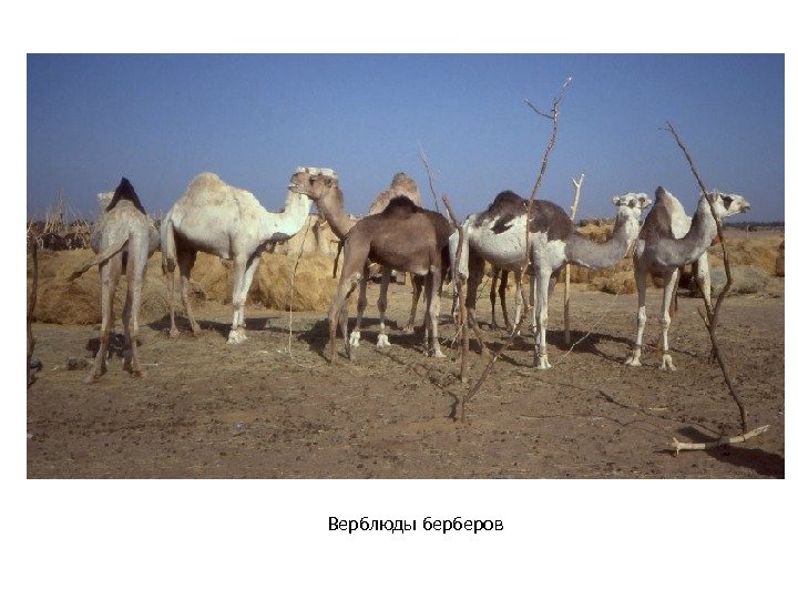 Верблюды берберов 