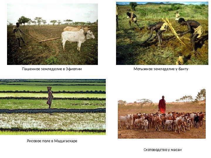 Пашенное земледелие в Эфиопии Мотыжное земледелие у банту Рисовое поле в Мадагаскаре Скотоводство у
