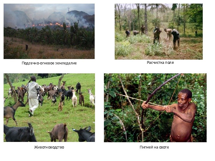 Подсечно-огневое земледелие Расчистка поля Животноводство Пигмей на охоте 