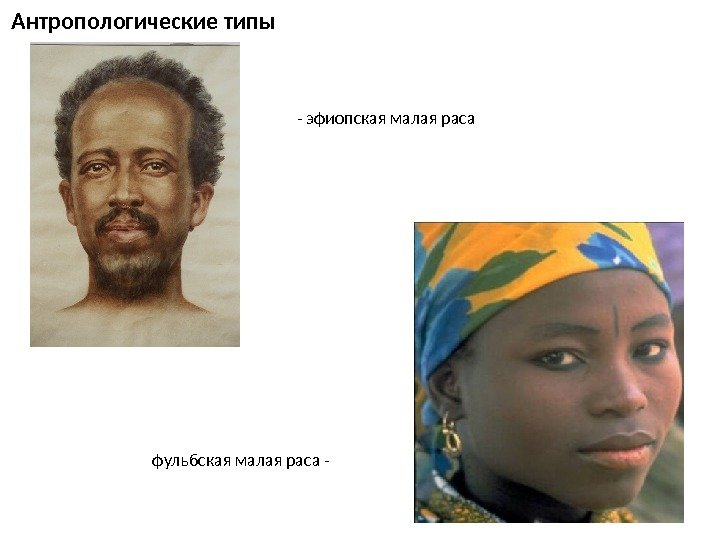 Антропологические типы фульбская малая раса - - эфиопская малая раса 