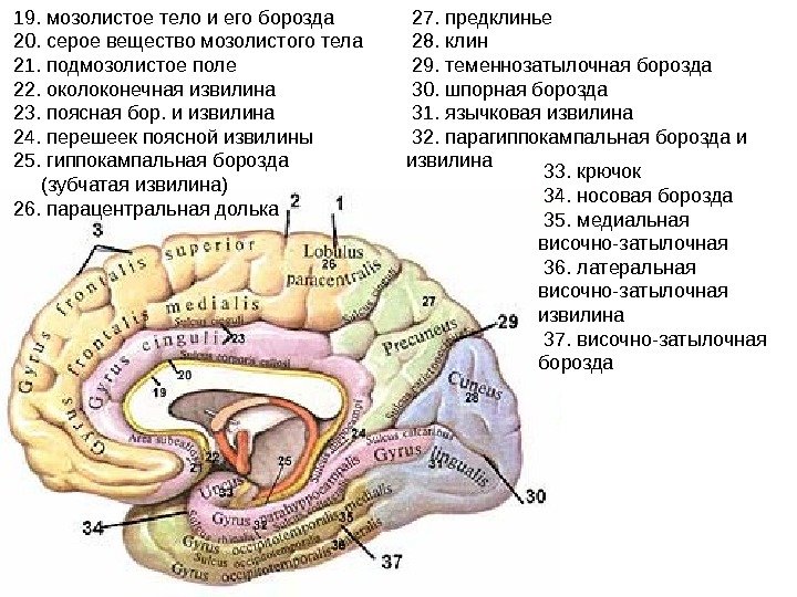  19. мозолистое тело и его борозда  20. серое вещество мозолистого тела 