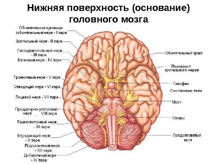 Нижняя поверхность (основание) головного мозга 