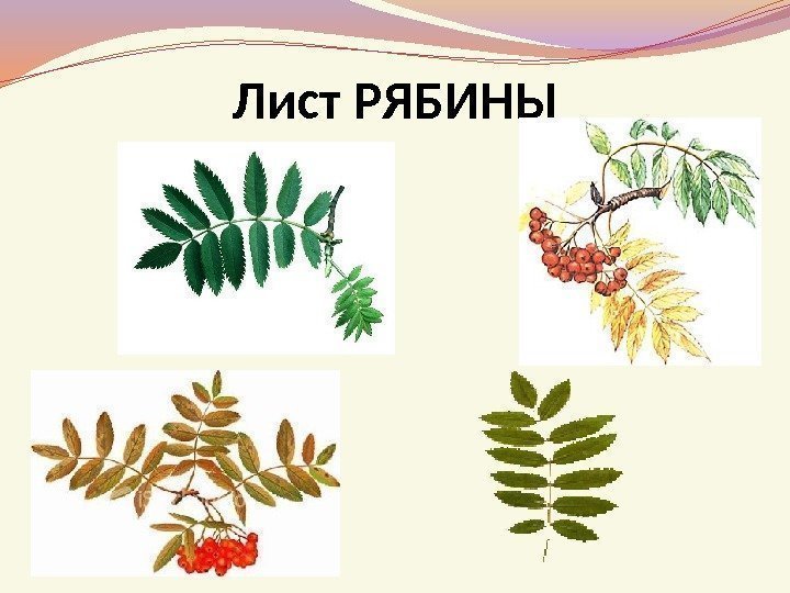 Лист РЯБИНЫ 