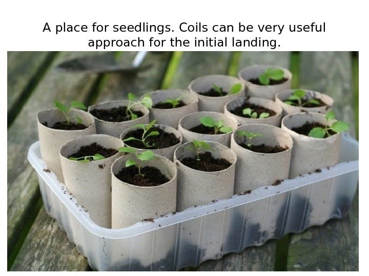 A place for seedlings. Coils can be very useful approach for the initial landing.