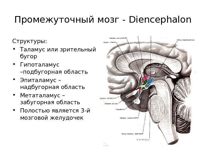 Промежуточный мозг - Diencephalon Структуры:  • Таламус или зрительный бугор • Гипоталамус –подбугорная