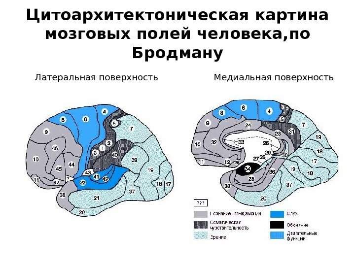 Цитоархитектоническая картина мозговых полей человека, по Бродману Латеральная поверхность Медиальная поверхность 