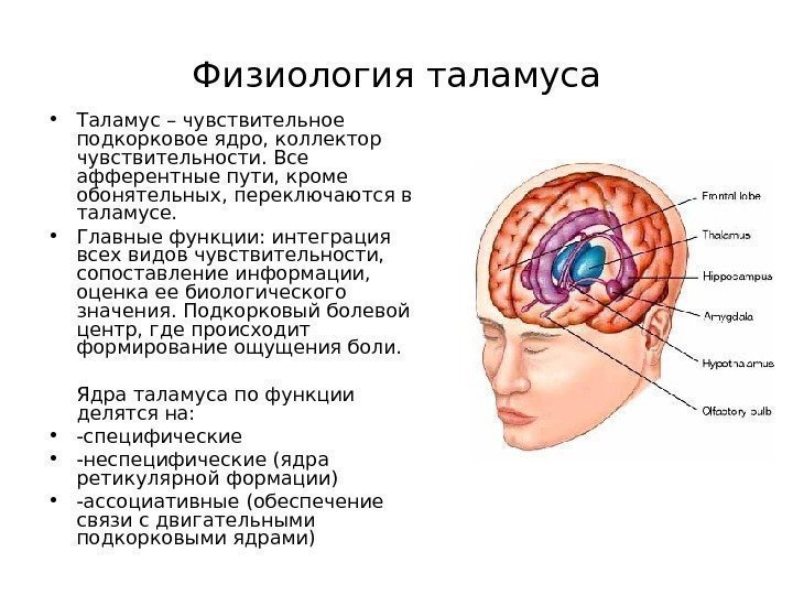 Физиология таламуса • Таламус – чувствительное подкорковое ядро, коллектор чувствительности. Все афферентные пути, кроме