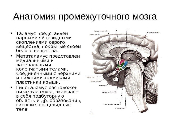 Анатомия промежуточного мозга • Таламус представлен  парными яйцевидными скоплениями серого вещества, покрытые слоем