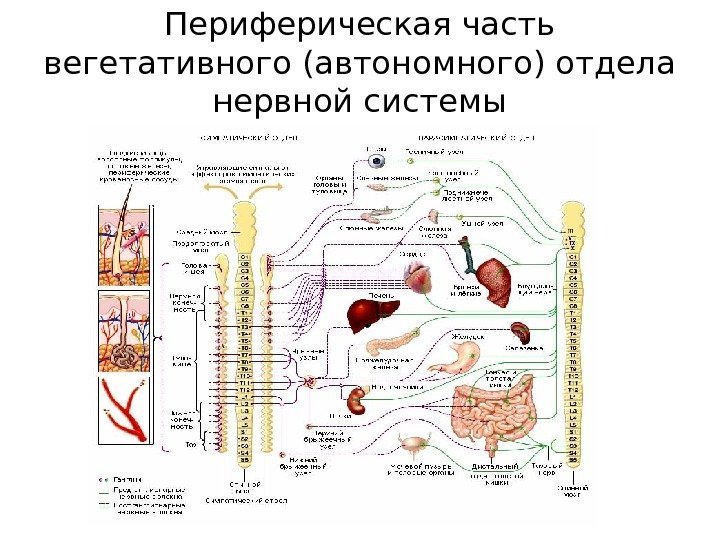 Периферическая часть вегетативного (автономного) отдела нервной системы 
