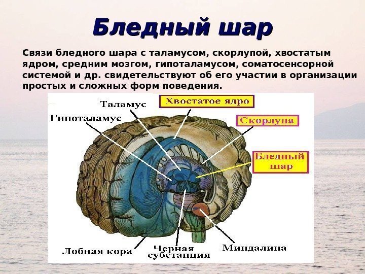 Бледный шар Связи бледного шара с таламусом, скорлупой, хвостатым ядром, средним мозгом, гипоталамусом, соматосенсорной