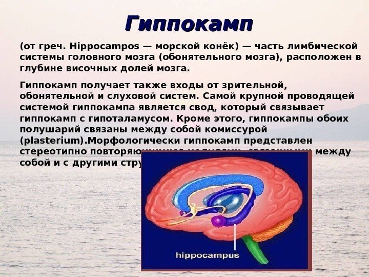 Гиппокамп (от греч. Hippocampos — морской конёк) — часть лимбической системы головного мозга (обонятельного
