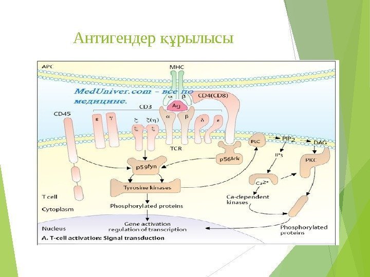 Антигендер рылысықұ   