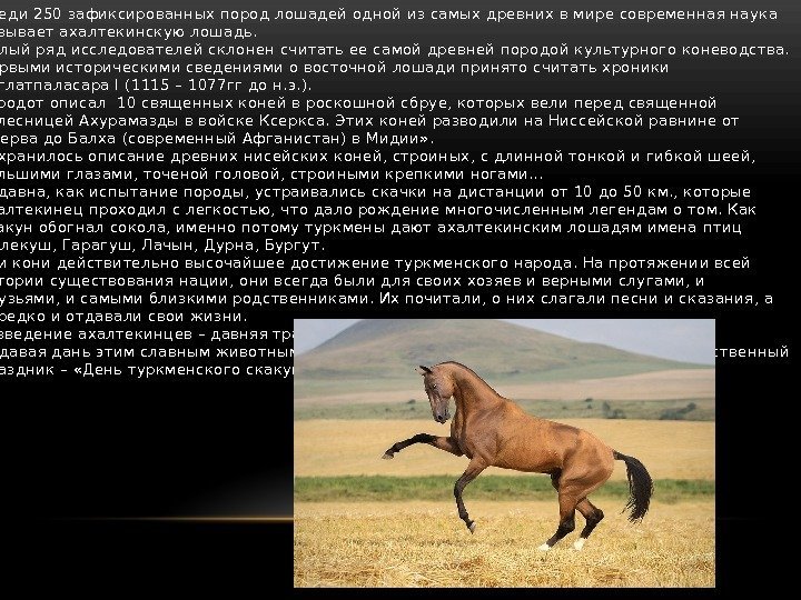  • Среди 250 зафиксированных пород лошадей одной из самых древних в мире современная