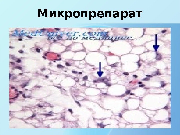 Микропрепарат 