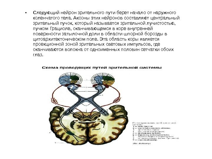  • Следующий нейрон зрительного пути берет начало от наружного коленчатого тела. Аксоны этих