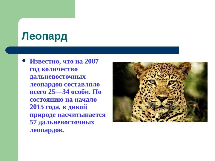   Леопард Известно, что на 2007 год количество дальневосточных леопардов составляло всего 25—
