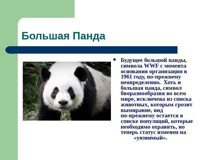   Большая Панда Будущее большой панды,  символа WWF с момента основания организации