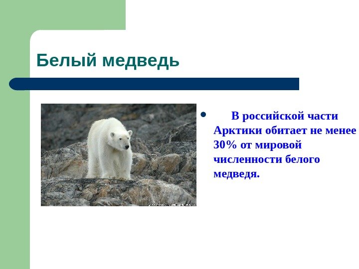  Белый медведь   В российской части Арктики обитает не менее 30