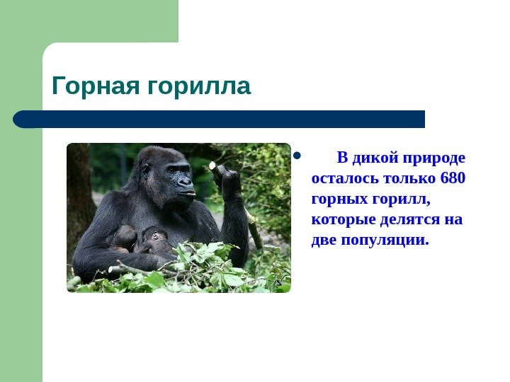   Горная горилла   В дикой природе осталось только 680 горных горилл,