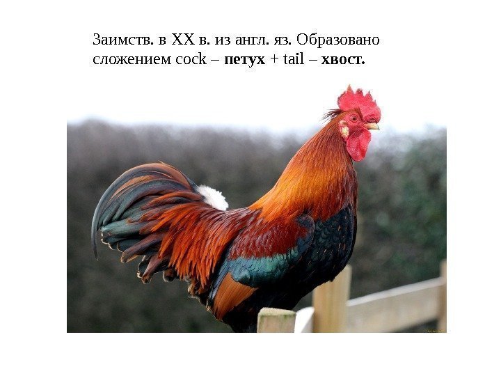 Заимств. в XX в. из англ. яз. Образовано сложением cock – петух + tail