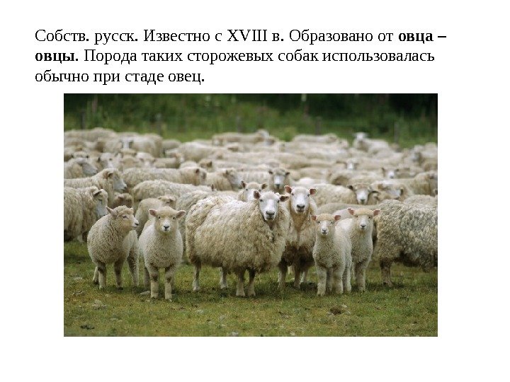 Собств. русск. Известно с XVIII в. Образовано от овца – овцы. Порода таких сторожевых