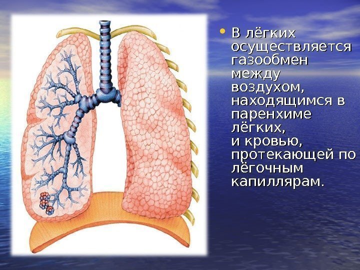  • В лёгких осуществляется газообмен между воздухом,  находящимся в паренхиме лёгких, 