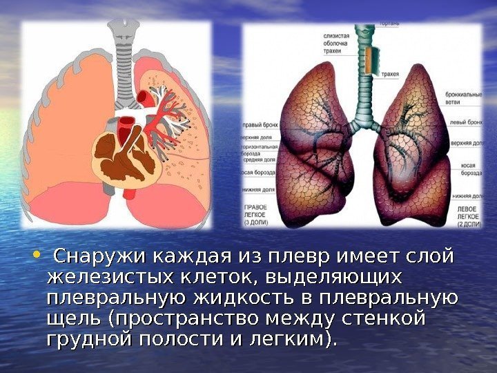  •  Снаружи каждая из плевр имеет слой железистых клеток, выделяющих плевральную жидкость