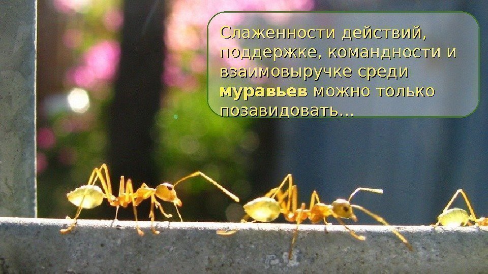 Слаженности действий,  поддержке, командности и взаимовыручке среди муравьев можно только позавидовать…  