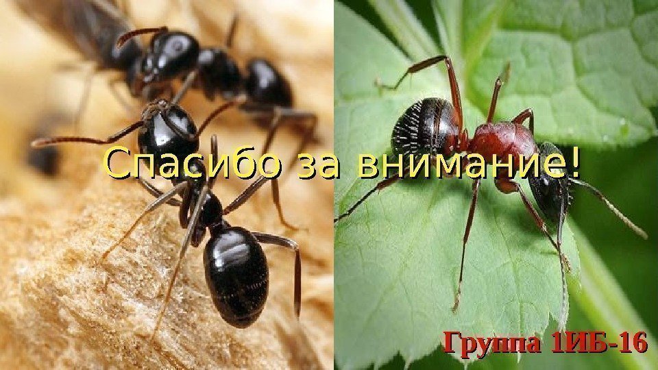 Спасибо за внимание! Группа 1 ИБ-16   