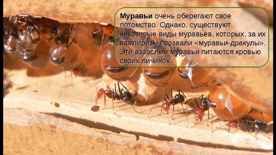 Муравьи оченьоберегаютсвое потомство. Однако, существуют некоторыевидымуравьев, которых, заих вампиризмпрозвали «муравьи-дракулы» . Этивзрослыемуравьипитаютсякровью своихличинок 