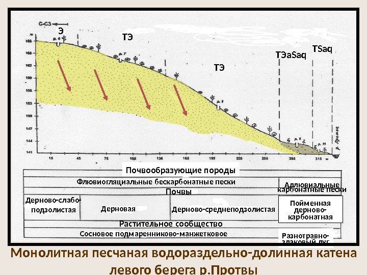 Э ТЭ ТЭ ТЭа Saq TSaq Почвообразующие породы Флювиогляциальные бескарбонатные пески Аллювиальные карбонатные пески