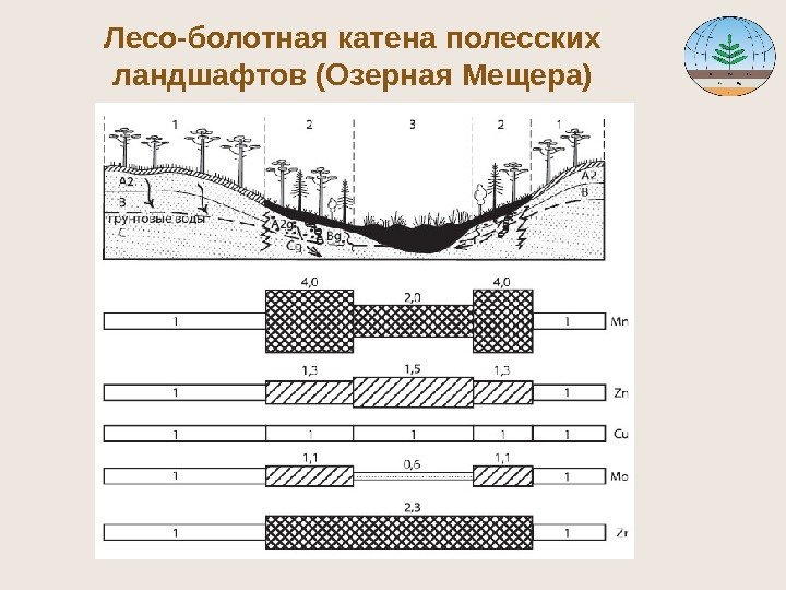 Лесо-болотная катена полесских ландшафтов (Озерная Мещера) 