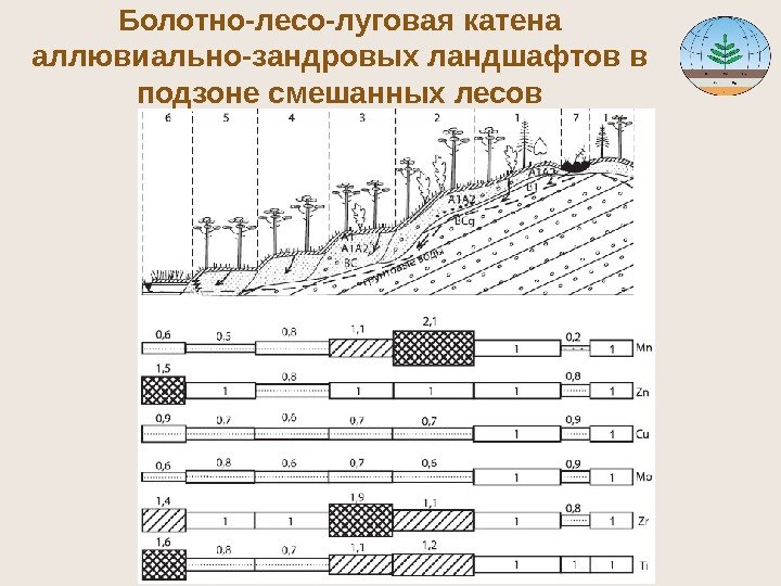 Болотно-лесо-луговая катена аллювиально-зандровых ландшафтов в подзоне смешанных лесов 