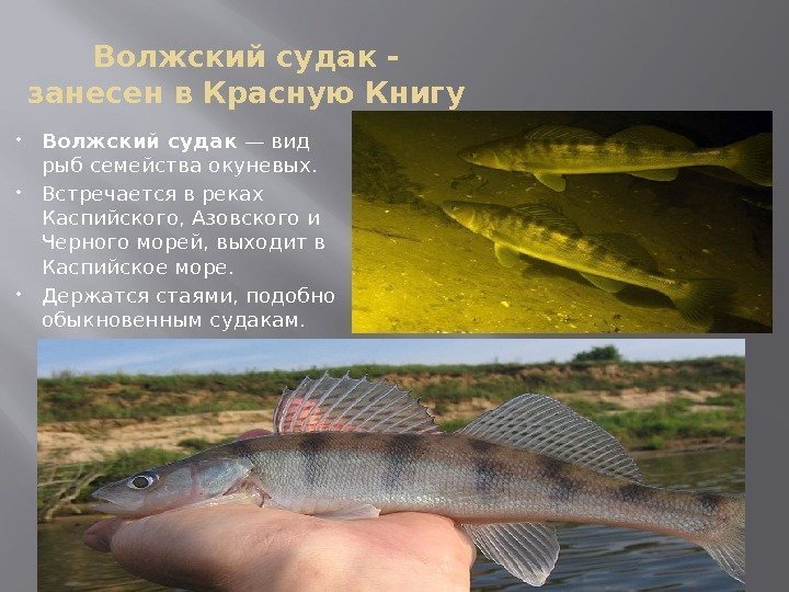 Волжский судак - занесен в Красную Книгу Волжский судак — вид рыб семейства окуневых.