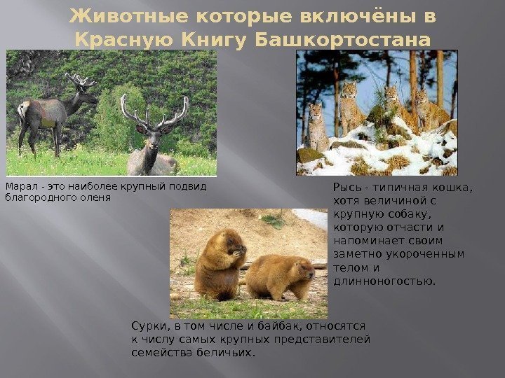 Животные которые включёны в Красную Книгу Башкортостана Марал- это наиболее крупный подвид благородного оленя