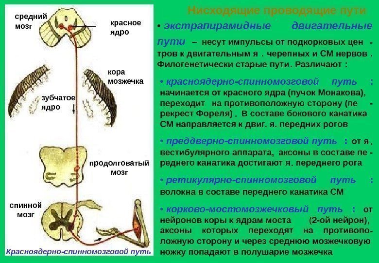 красное ядросредний мозг продолговатый мозг спинной мозг кора мозжечка зубчатое ядро Красноядерно - спинномозговой