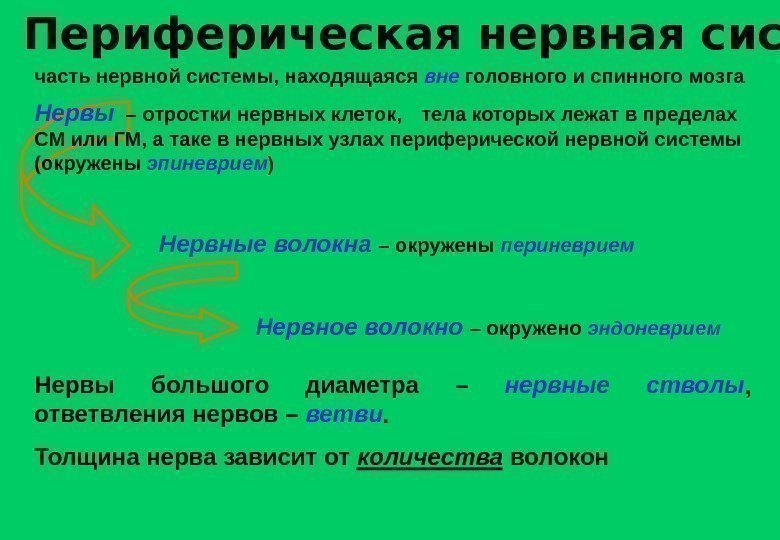 Периферическая нервная система часть нервной системы, находящаяся вне головного и спинного мозга Нервы –