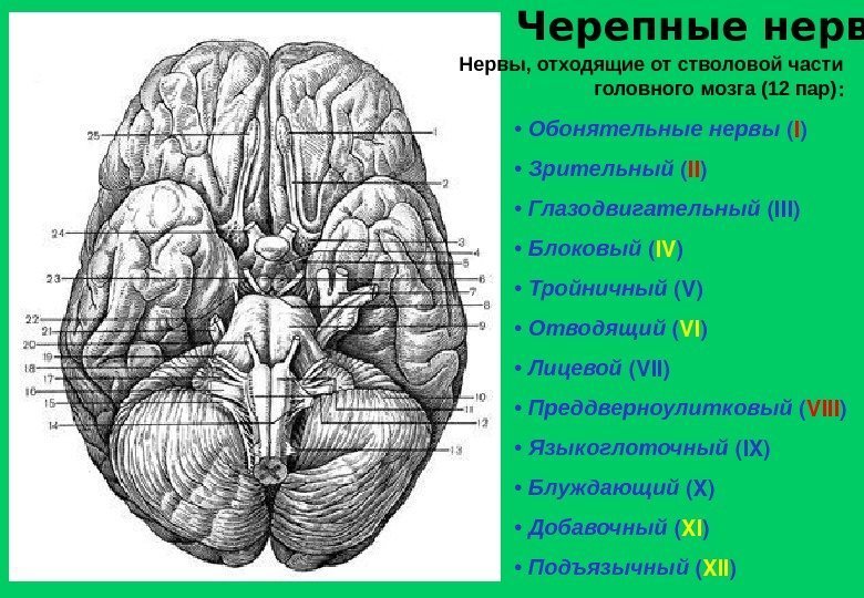 Черепные нервы •  Обонятельные нервы ( I ) •  Зрительный ( II