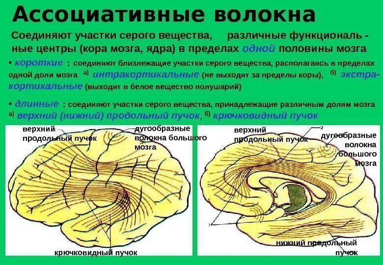 Ассоциативные волокна Соединяют участки серого вещества, различные функциональ ные центры (кора мозга, ядра) в