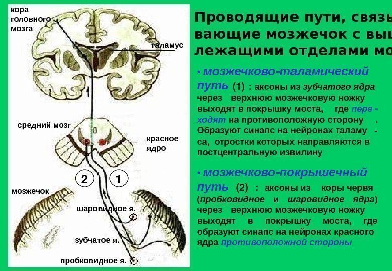 Проводящие пути, связы- вающие мозжечок с выше- лежащими отделами мозга шаровидное я. таламус средний