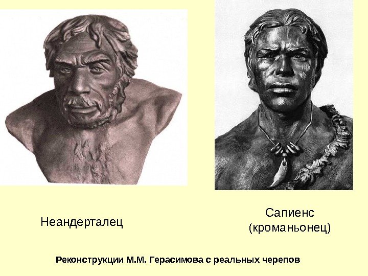 Неандерталец Сапиенс (кроманьонец) Реконструкции М. М. Герасимова с реальных черепов 